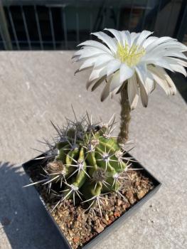 Echinopsis Hybr. weiss